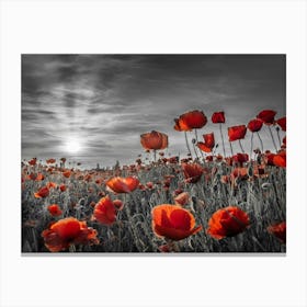 Colorkey Poppies In The Sunset Canvas Print