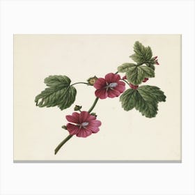 Hibiscus 3 Canvas Print