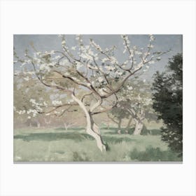 Blossoming Apple Tree 2 Canvas Print