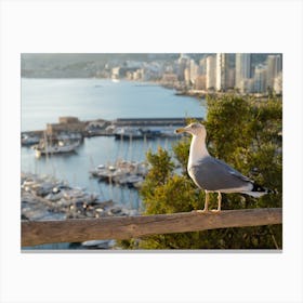 Seagull looks at the marina and the sea Canvas Print