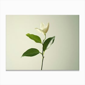 Magnolia 2 Canvas Print