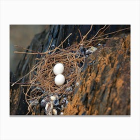 Bird'S Nest 1 Canvas Print