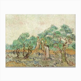 Van Gogh - Olives In The Orchard Canvas Print