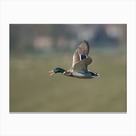 Duck Taking Flight Canvas Print
