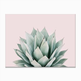 Blushing Succulent Canvas Print