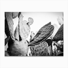 Cactus in Black & White // Ibiza Nature & Travel Photography Canvas Print