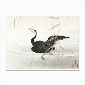 Japanese Cormorant Catching Fish (1900 1910), Ohara Koson Canvas Print