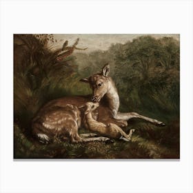 Deer And A Foal 1 Canvas Print