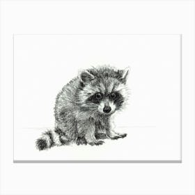Baby Raccoon Canvas Print
