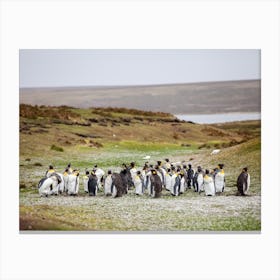 Teenage Penguins In Falkland Islands Canvas Print