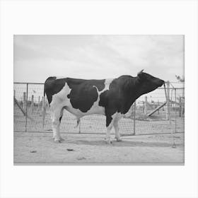 Untitled Photograph, Possibly Related To Pedigreed Holstein Herd Bull At The Casa Grande Valley Farms Canvas Print