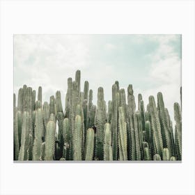 Large Tall Cacti Canvas Print