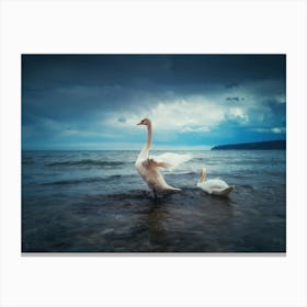 Swans In The Water Canvas Print