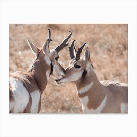 Western Rustic Pronghorn Canvas Print