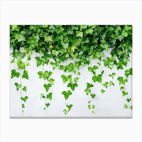 Curly Ivy Leaves Isolated On Light Background 2 Canvas Print