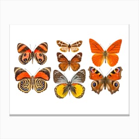 Collection Of Orange Butterflies Canvas Print