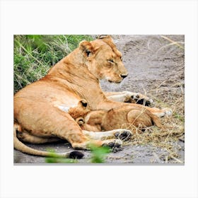 Lion Mother And Cub on the Serengeti (Africa Series) Canvas Print