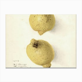 Two Lemons Canvas Print