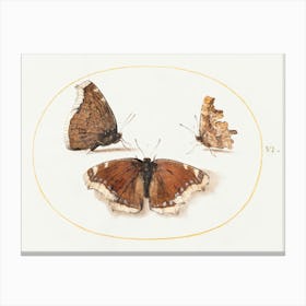 Two Views Of A Mourning Cloak (Camberwell Beauty) Butterfly With A Comma Butterfly (1575–1580), Joris Hoefnagel Canvas Print