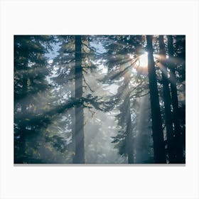 Sunbeams In The Forest 4 Canvas Print