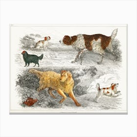 Collection Of Various Dogs And Cocker, Oliver Goldsmith Canvas Print