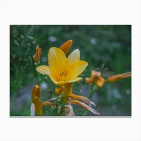 Yellow Lily 2 Canvas Print