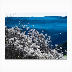 Cherry Blossoms In The Mountains 20181223 5pub Canvas Print