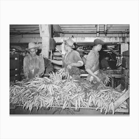 Carrots Are Taken From Large Trucks And Placed On Conveyor Where They Are Washed, Vegetable Packing Plant, Elsa, Canvas Print