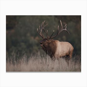 Colorado Bull Elk Canvas Print