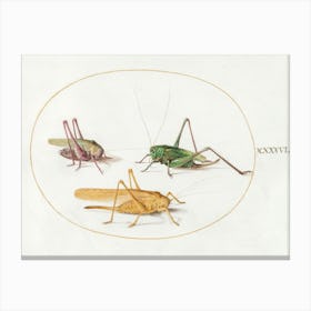 Three Grasshoppers (1575–1580), Joris Hoefnagel Canvas Print