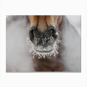Cold Horse Breath Canvas Print