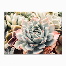 Echeveria Succulent Canvas Print