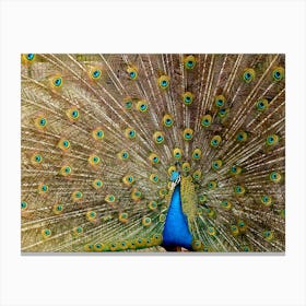 Peacock Plumage Bird Peafowl Canvas Print