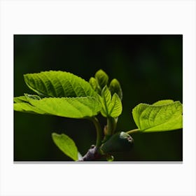 Fig Tree Canvas Print