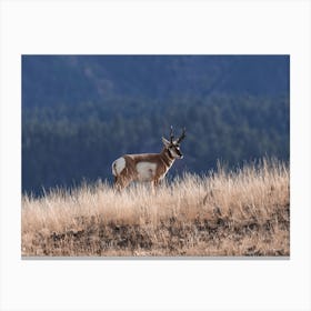 Pronghorn Antelope On Hillside Canvas Print