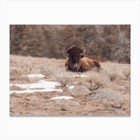 Snowy Bison Scenery Canvas Print