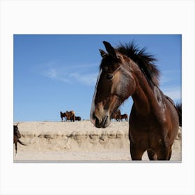 Beach Horses In Baja  Canvas Print