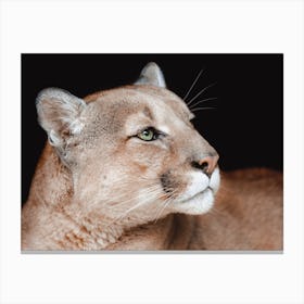 Mountain Lion Portrait Canvas Print