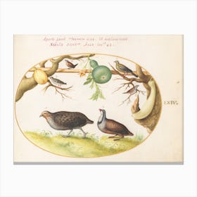 Two Partridges, A Wren, And Other Birds, Joris Hoefnagel Canvas Print