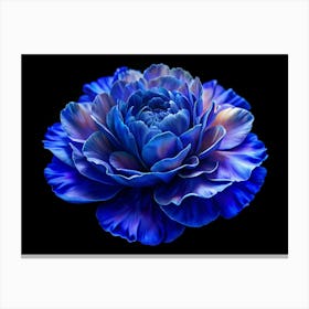 Blue Ranunculus Flower On Black Background Canvas Print