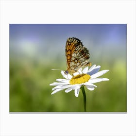 Butterfly On A Daisy Canvas Print