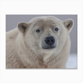 Polar Bear Canvas Print