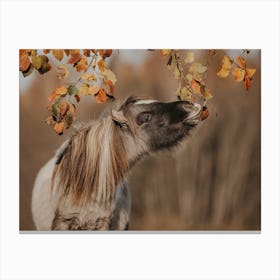 Autumn Horse Canvas Print