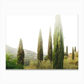 Cypress Trees In Tuscany Canvas Print