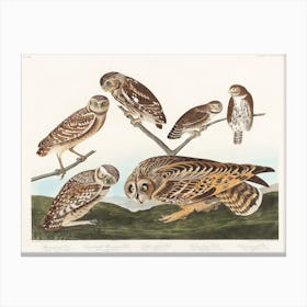 Burrowing Owl, Birds Of America, John James Audubon Canvas Print