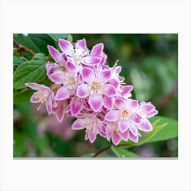 Deutzia Flowers Canvas Print