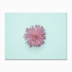 Chrysanthemum Flower Canvas Print