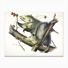 Virginian Opossum, John James Audubon Canvas Print