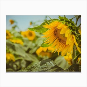 Sunflower In Sunflower Field 5 Canvas Print