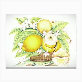 Lemons In A Basket Canvas Print